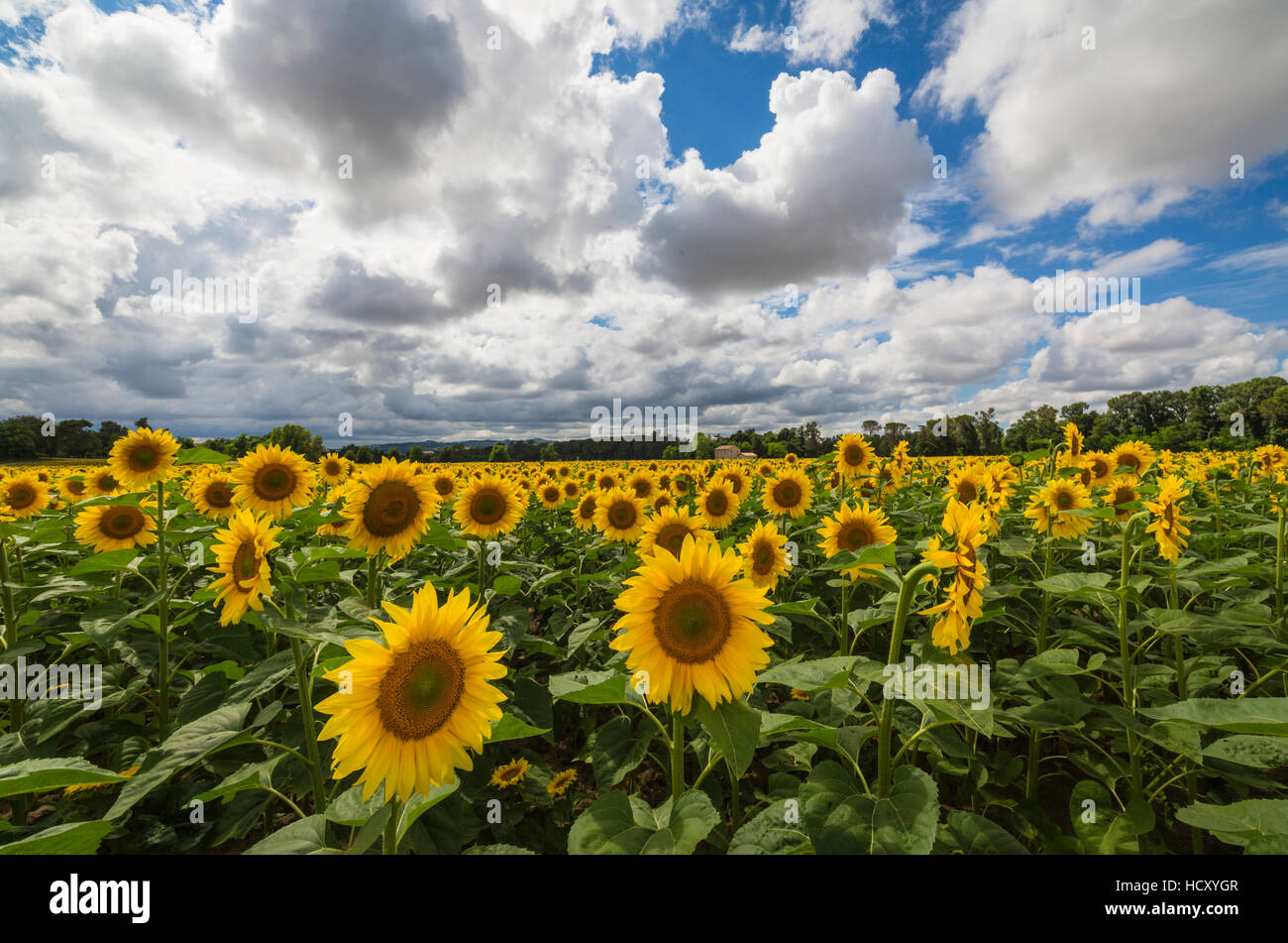 Sonnenblumen und Wolken in der Kulturlandschaft von Senigallia, Provinz Ancona, Marken, Italien Stockfoto