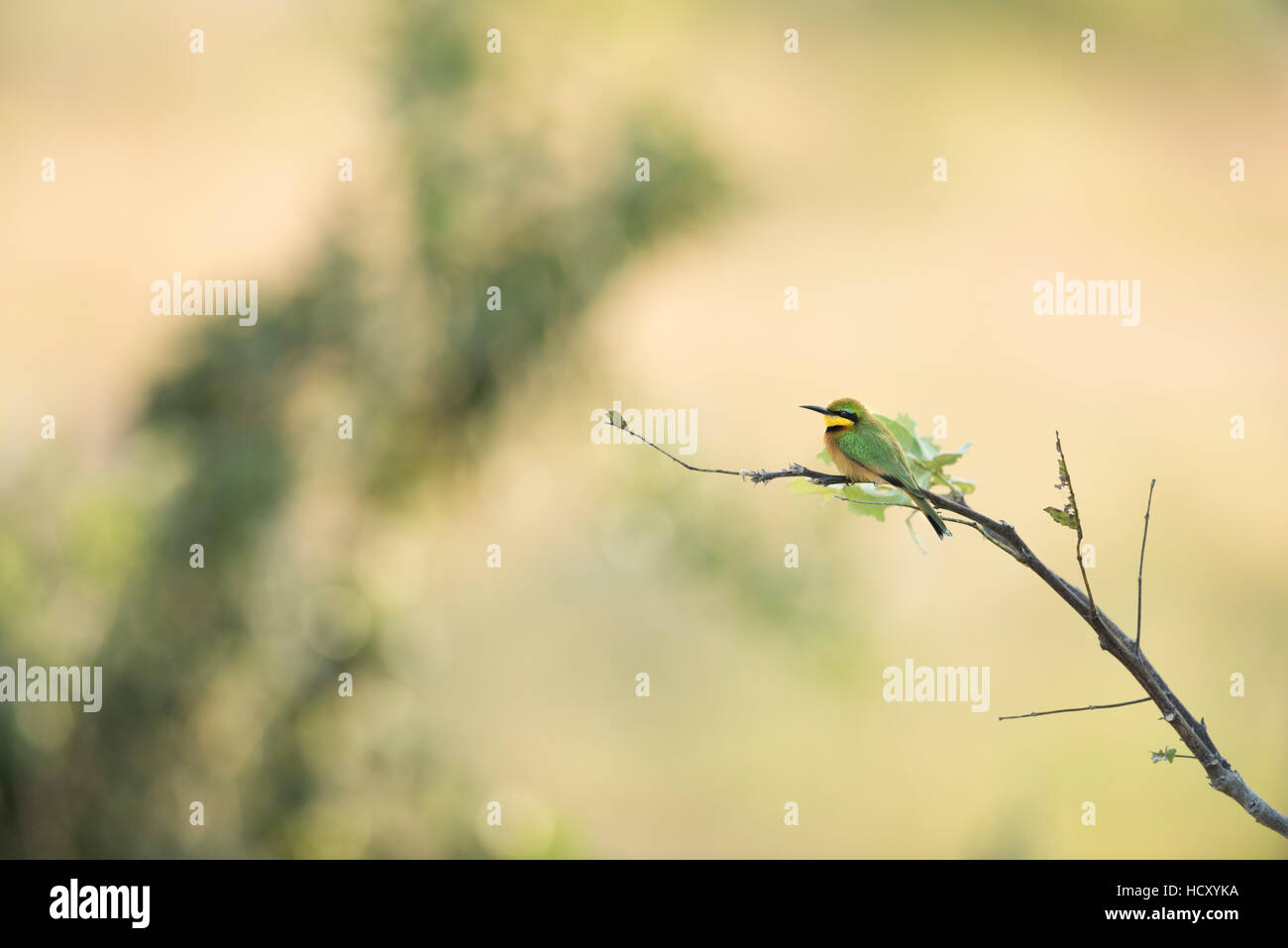 Kleine Biene-Esser (Merops percivali), Sambia, Afrika Stockfoto