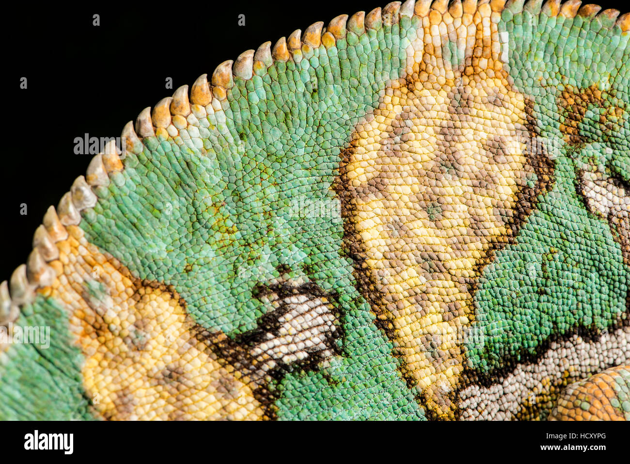 Jemen Chamäleon (Chameleon Calyptratus), in Gefangenschaft, Jemen, Nahost Stockfoto