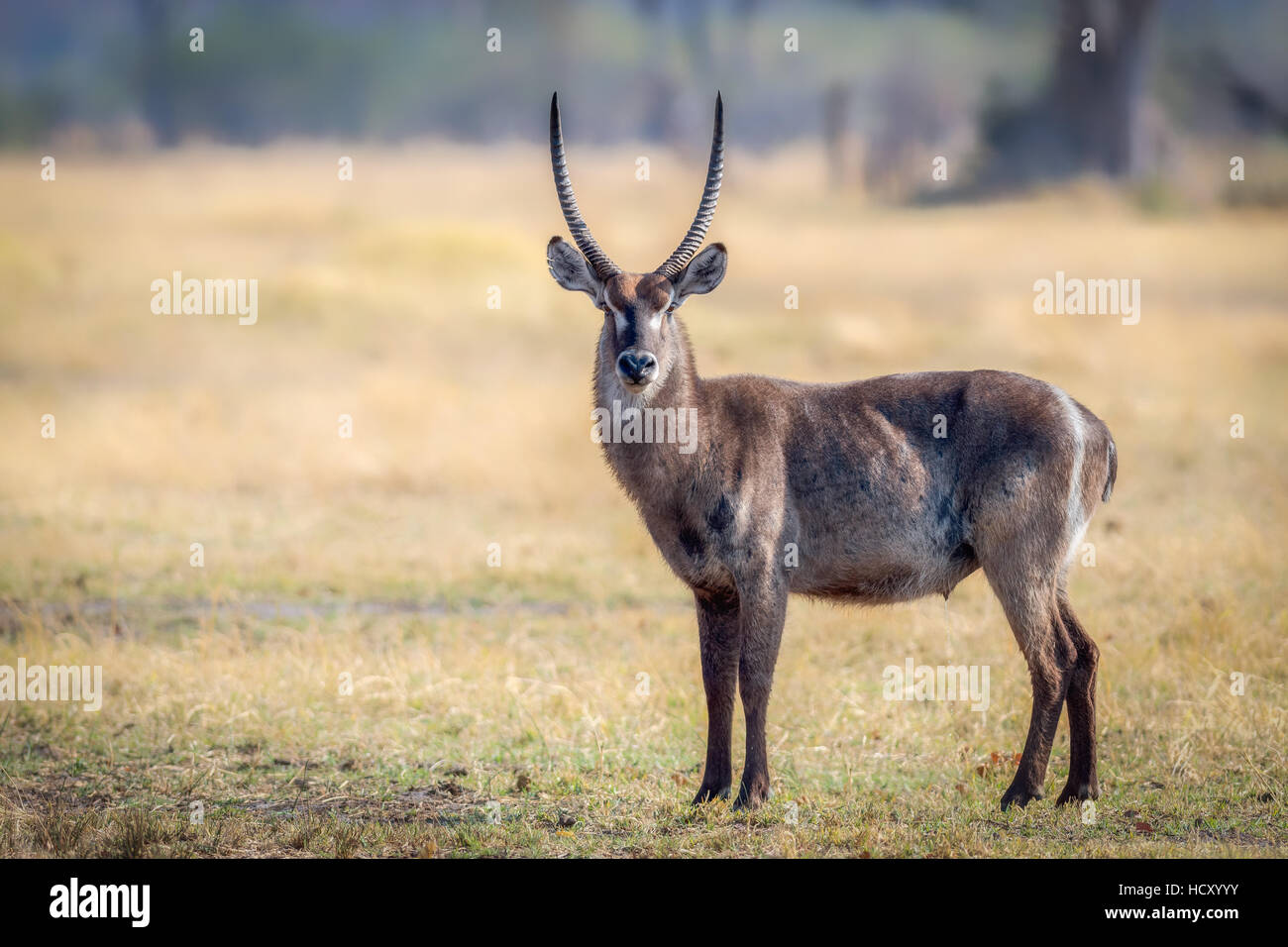 Wasser Buck, Okavango Delta, Botswana, Afrika Stockfoto