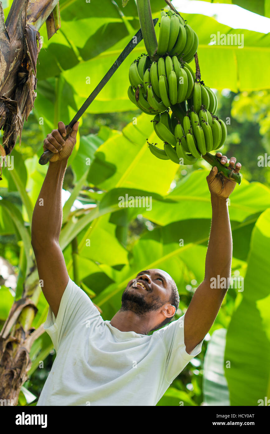 Ein Mann erntet Bananen in Castara Bucht auf der Karibik Insel Tobago, Trinidad und Tobago, West Indies, Karibik Stockfoto