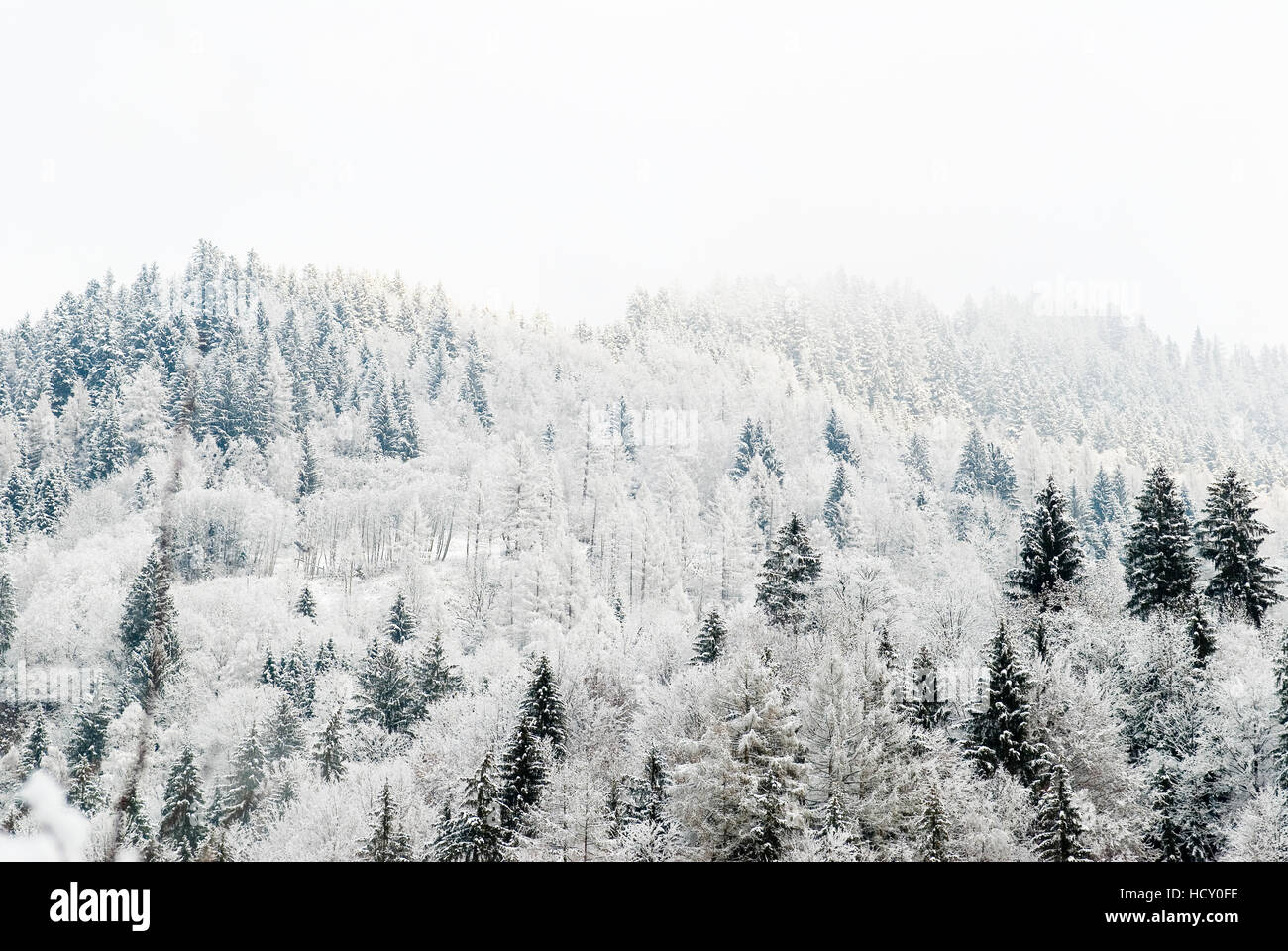 Nadelbäume in den österreichischen Alpen bestäubt mit Schnee, Österreich Stockfoto