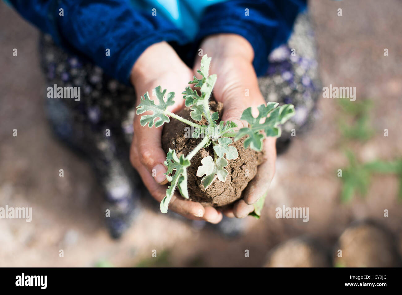 Eine afghanische Bauer hält einen Sämling vorsichtig in ihren Händen in Bamiyan Provinz, Afghanistan Stockfoto