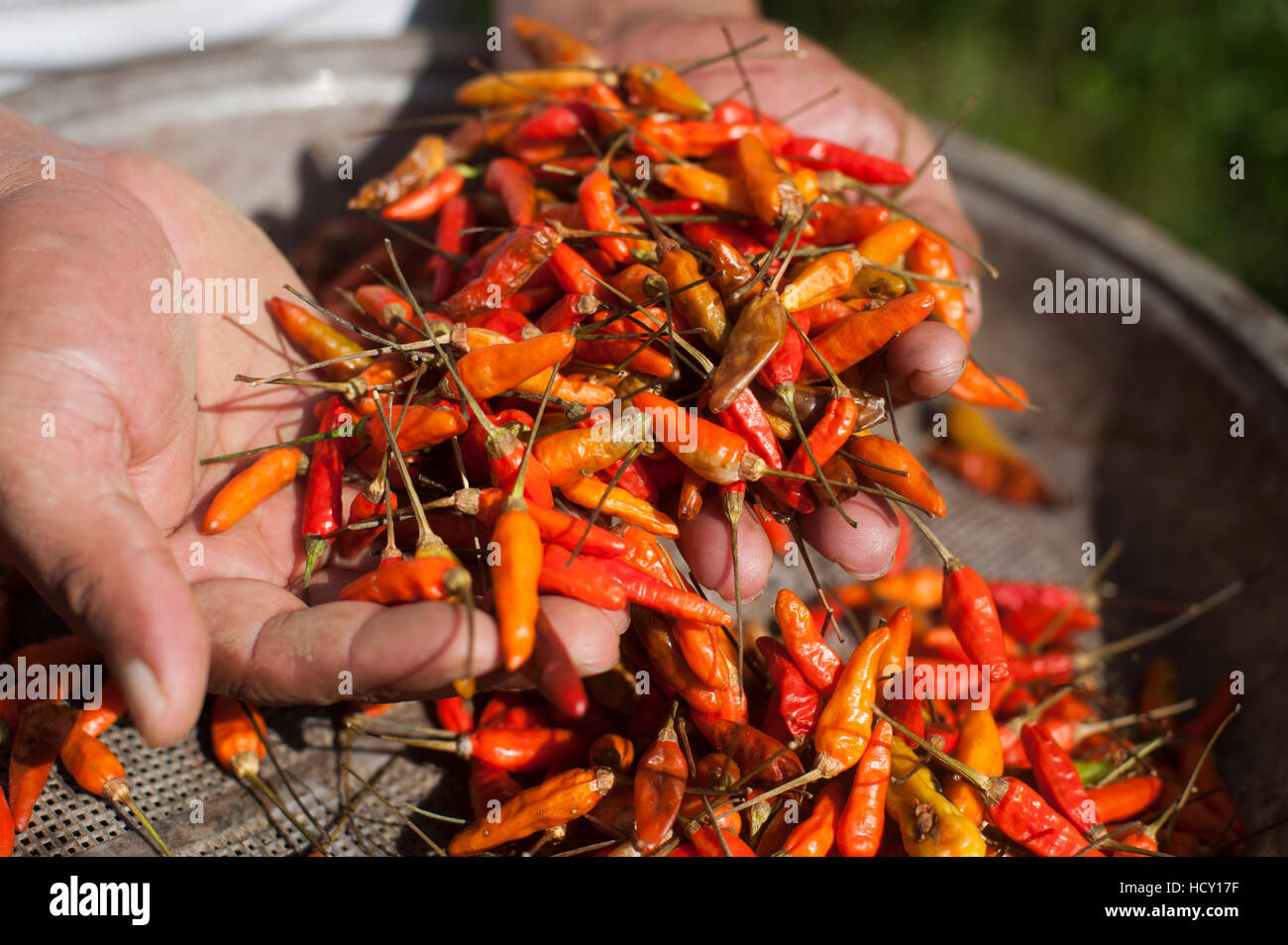 Ein Mann hält eine Handvoll frisch gepflückten Chilis, Chittagong Hill Tracts, Bangladesch Stockfoto