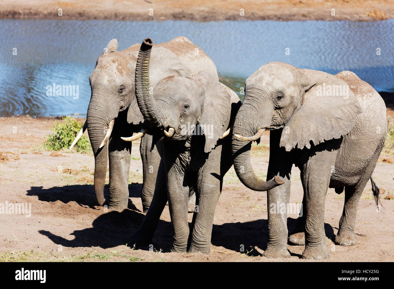 Afrikanischer Elefant (Loxodonta Africana), Tembe Elephant Park, Kwazulu-Natal, Südafrika, Afrika Stockfoto