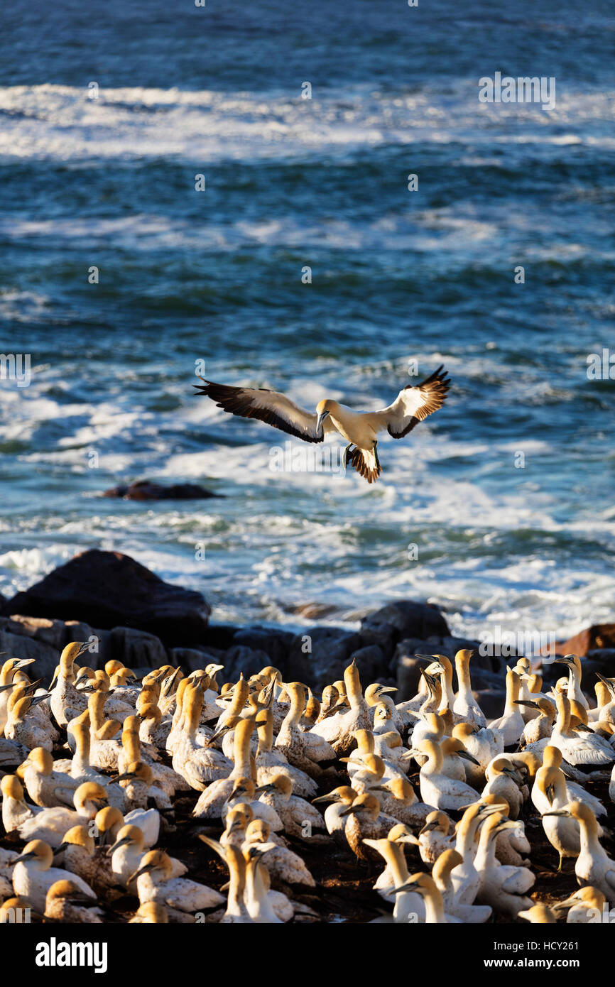 Cape Basstölpel (Morus Capensis), Lamberts Bay Tölpelkolonie, Western Cape, Südafrika, Afrika Stockfoto