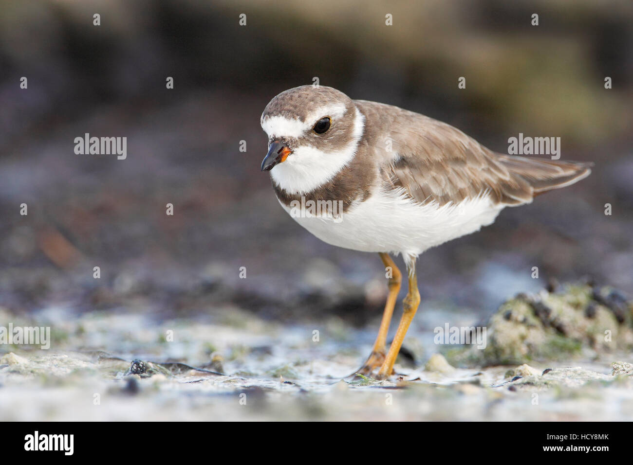 Semipalmated-Regenpfeifer (Charadrius Semipalmatus) am Strand, Curry Hängematte State Park, Florida, USA Stockfoto