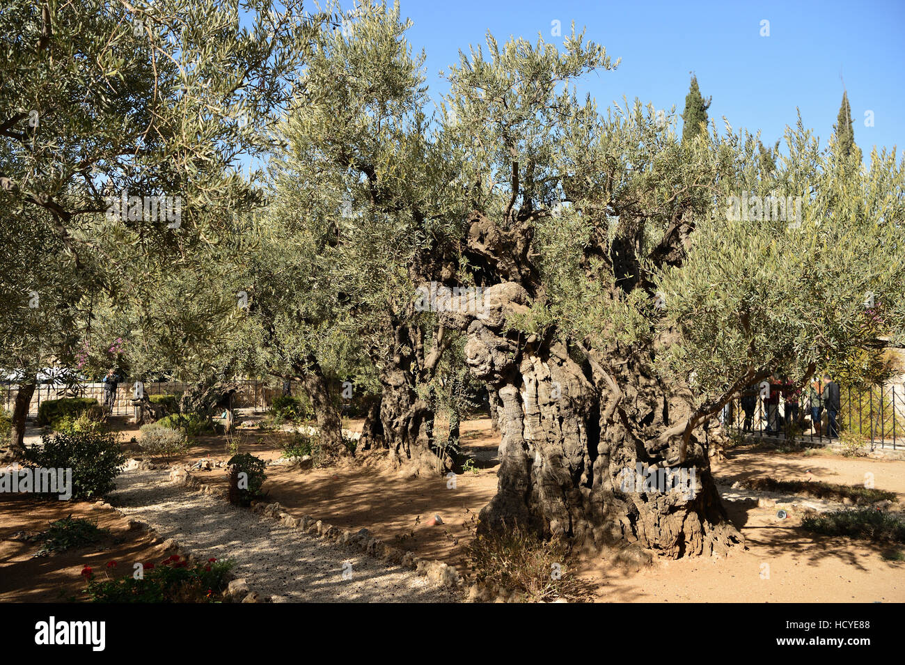 Garten Gethsemane Stockfotos und bilder Kaufen Alamy