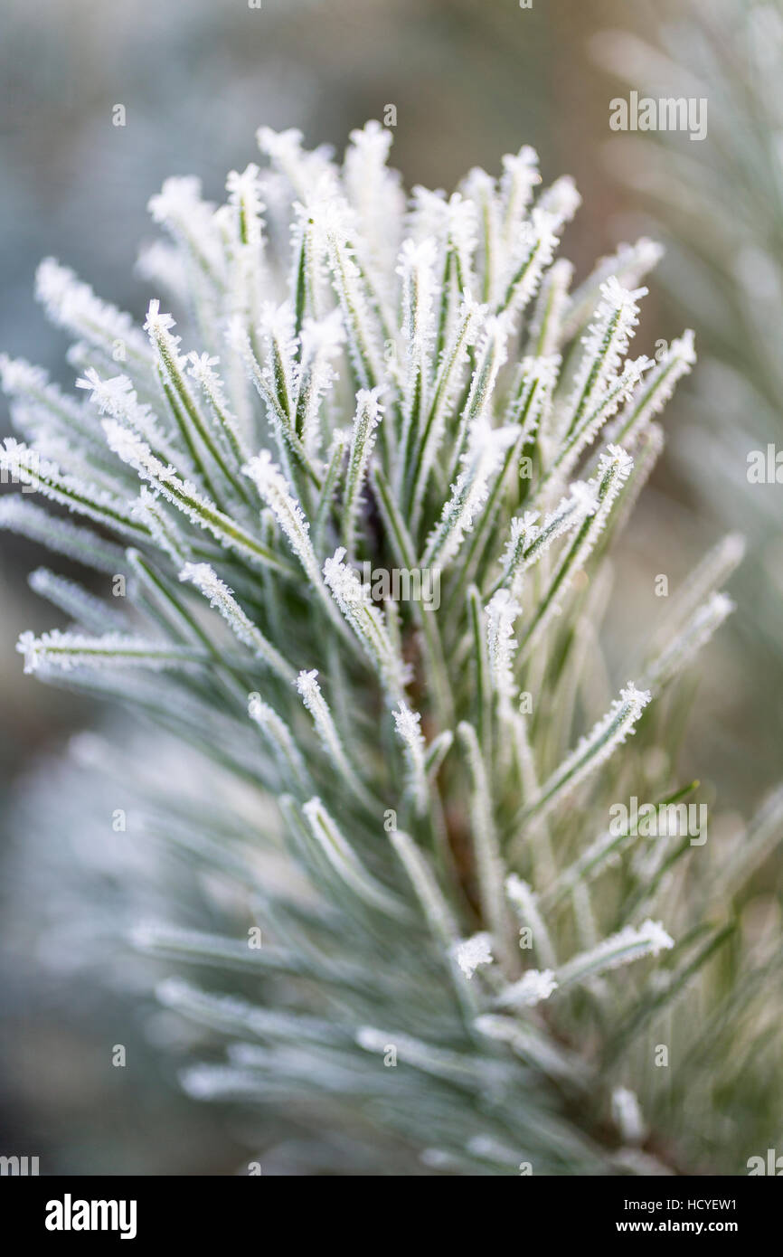 Frost auf Kiefer in den schottischen Highlands. Stockfoto