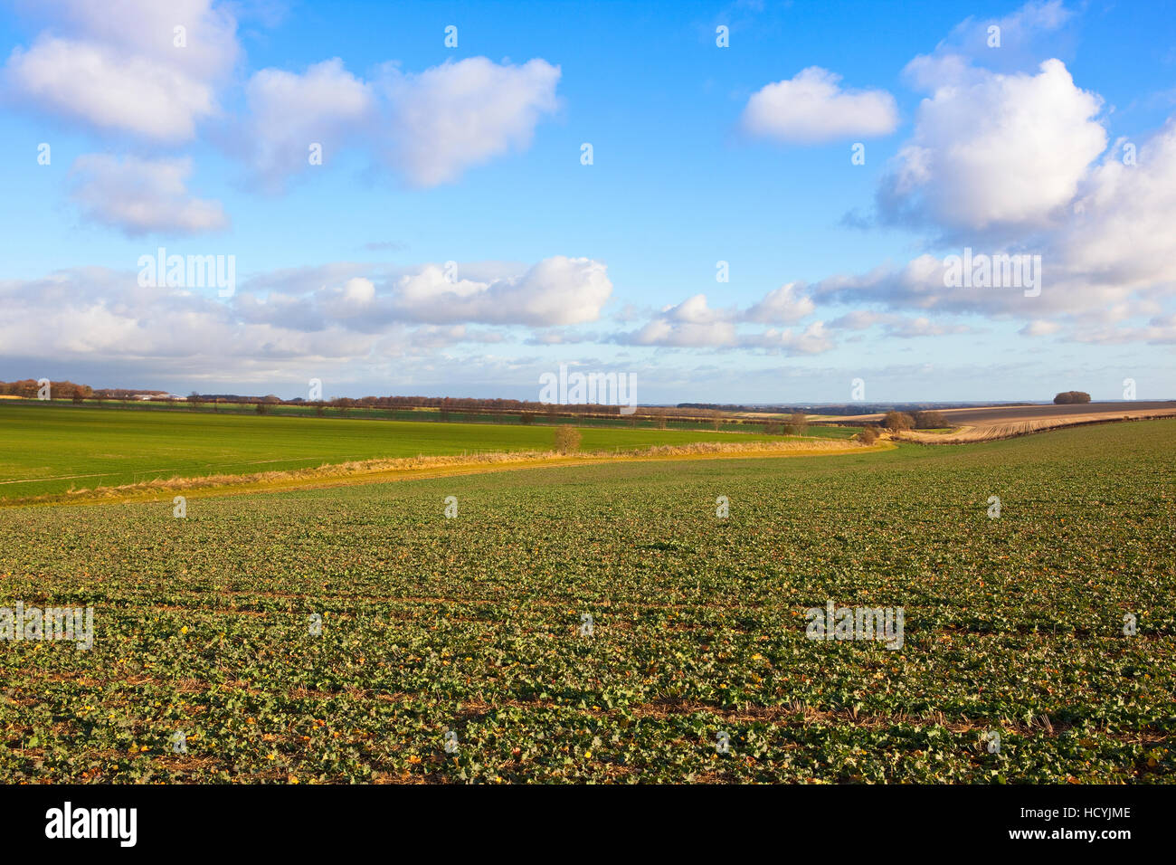 Raps und Sämling Getreide in der Patchwork-Landschaft der Yorkshire Wolds im Herbst. Stockfoto