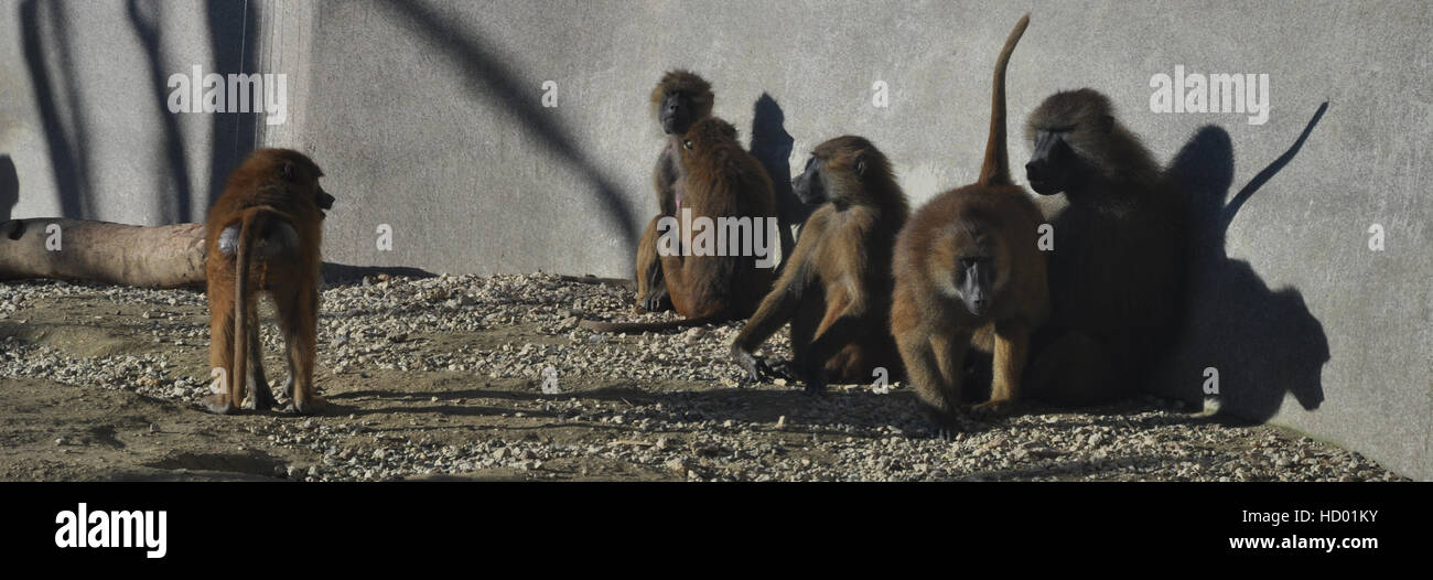 Eine Szene des gesellschaftlichen Lebens zwischen Affen Stockfoto