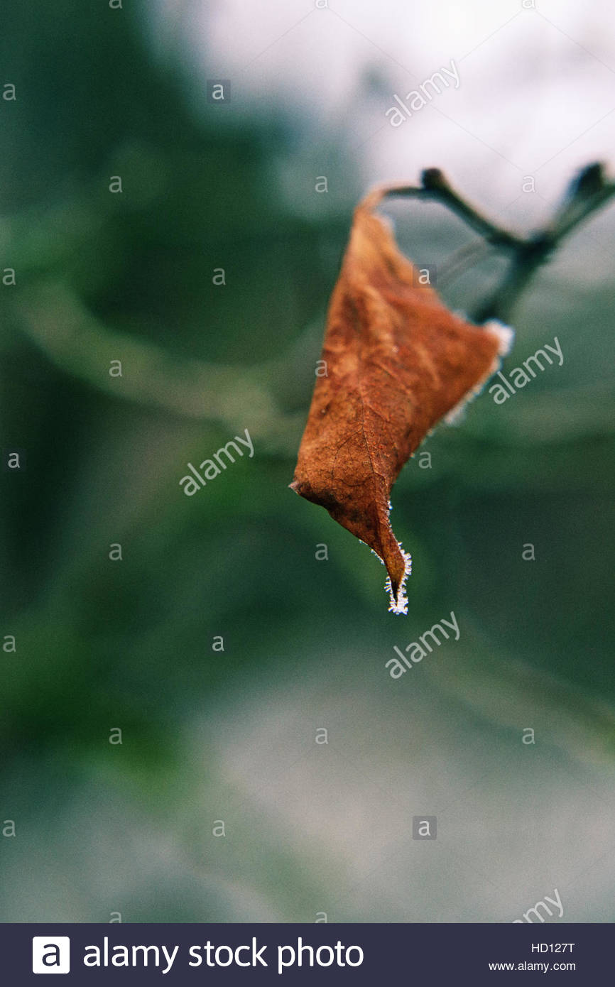 Braun Blatt hängt verwelkt und tot aus einem Zweig im Winter in Deutschland Stockfoto