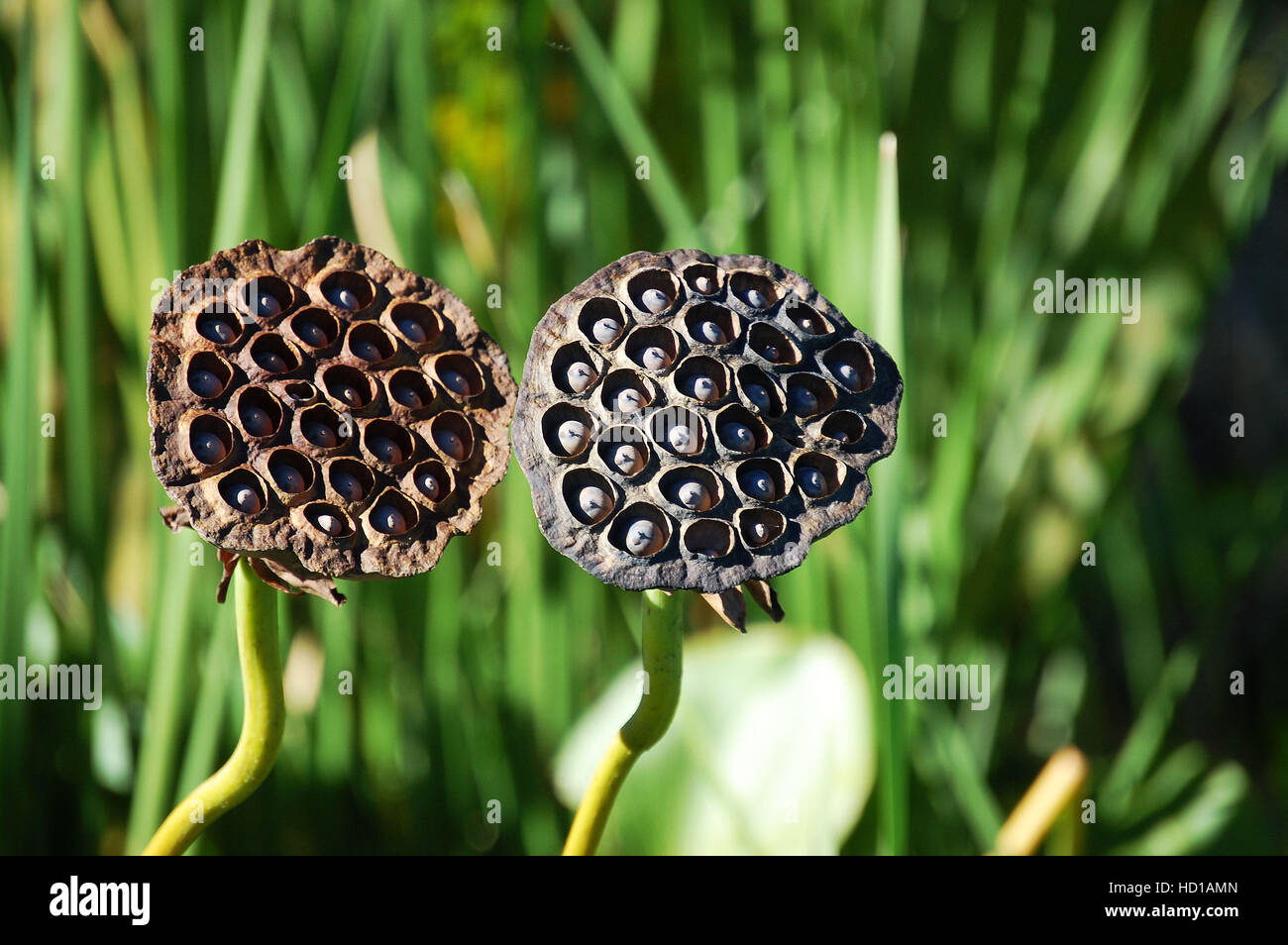 Lilly Pad Samenkapseln Stockfoto