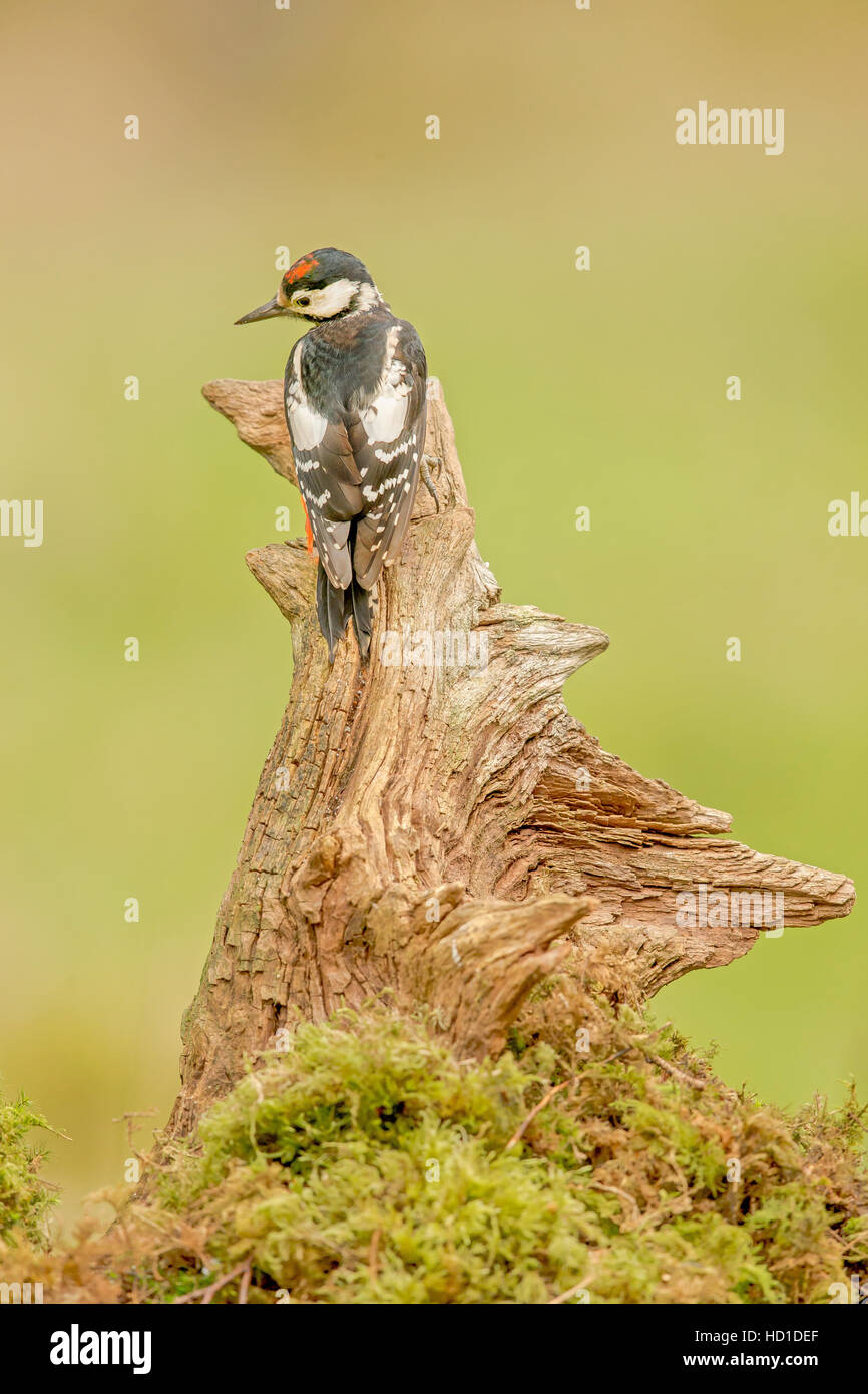 Buntspecht auf der Suche nach Nahrung Stockfoto
