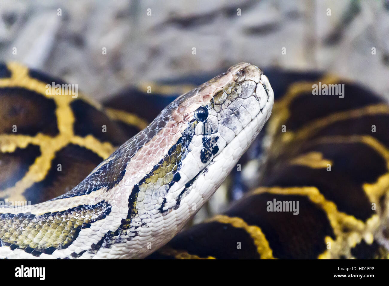 Foto der Netzpython Kopf close up Stockfoto