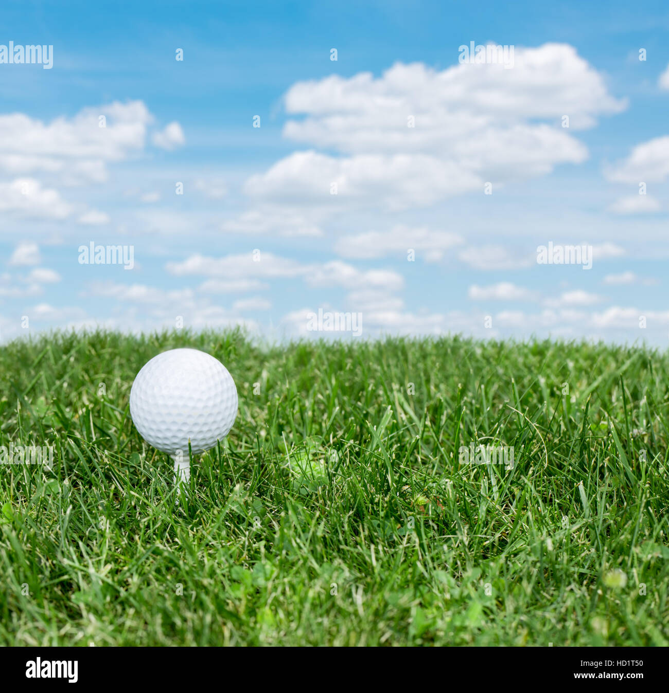 Der Golfball ist bereit, auf dem grünen Rasen zu schlagen. Stockfoto