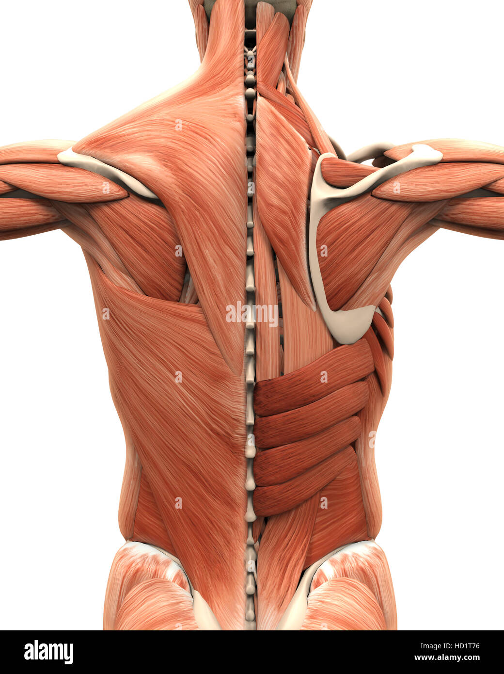 Muskuläre Anatomie des Rückens Stockfotografie - Alamy