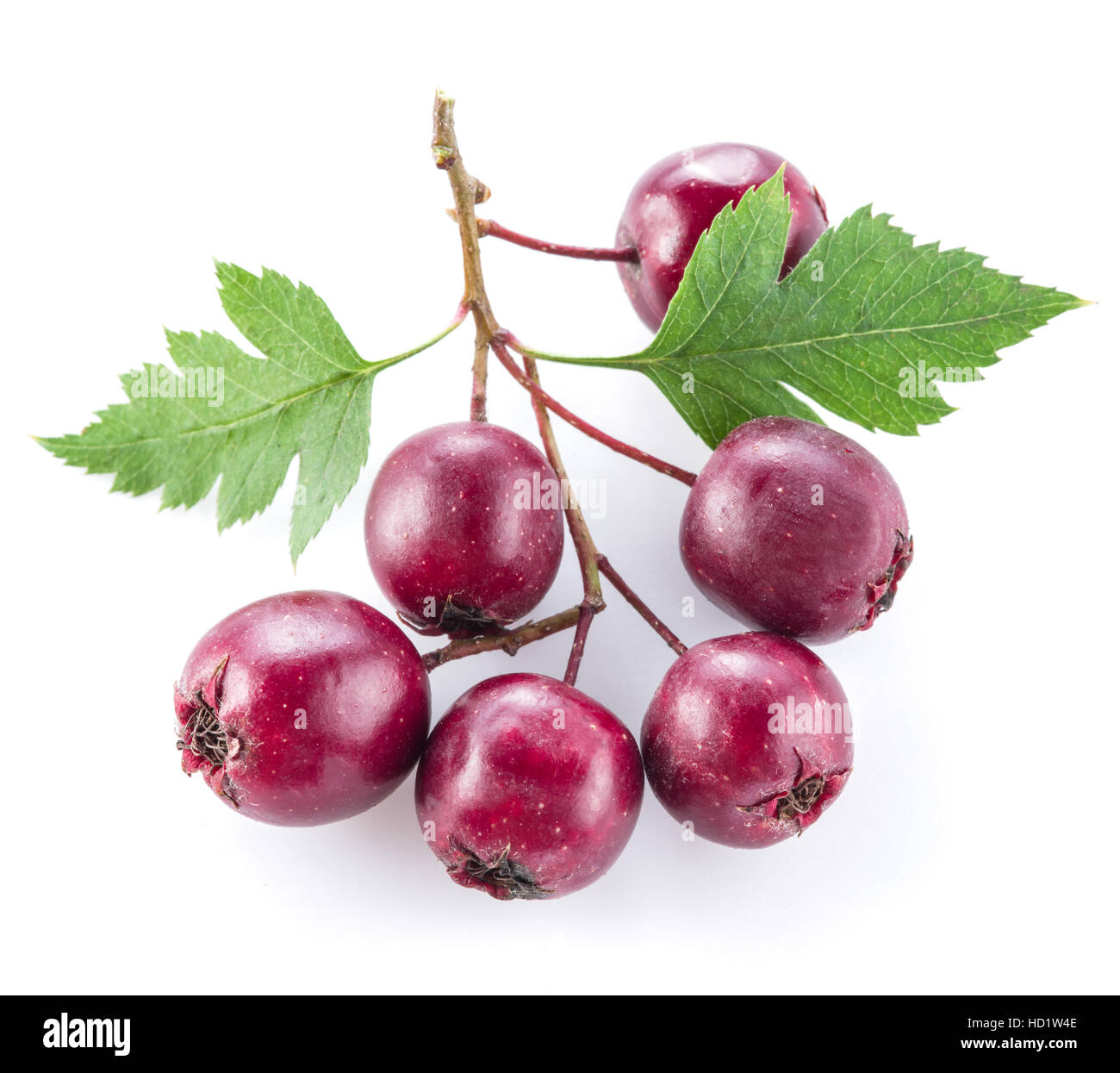 Weißdornbeeren isoliert auf weißem Hintergrund. Stockfoto