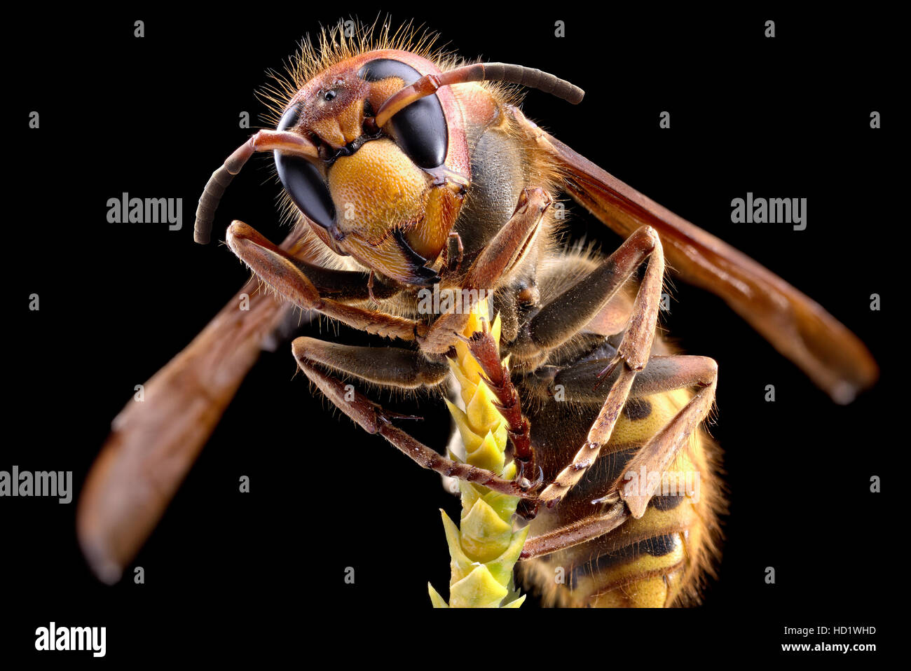 Makroaufnahme der Hornet oder gelbe Jacke. Stockfoto