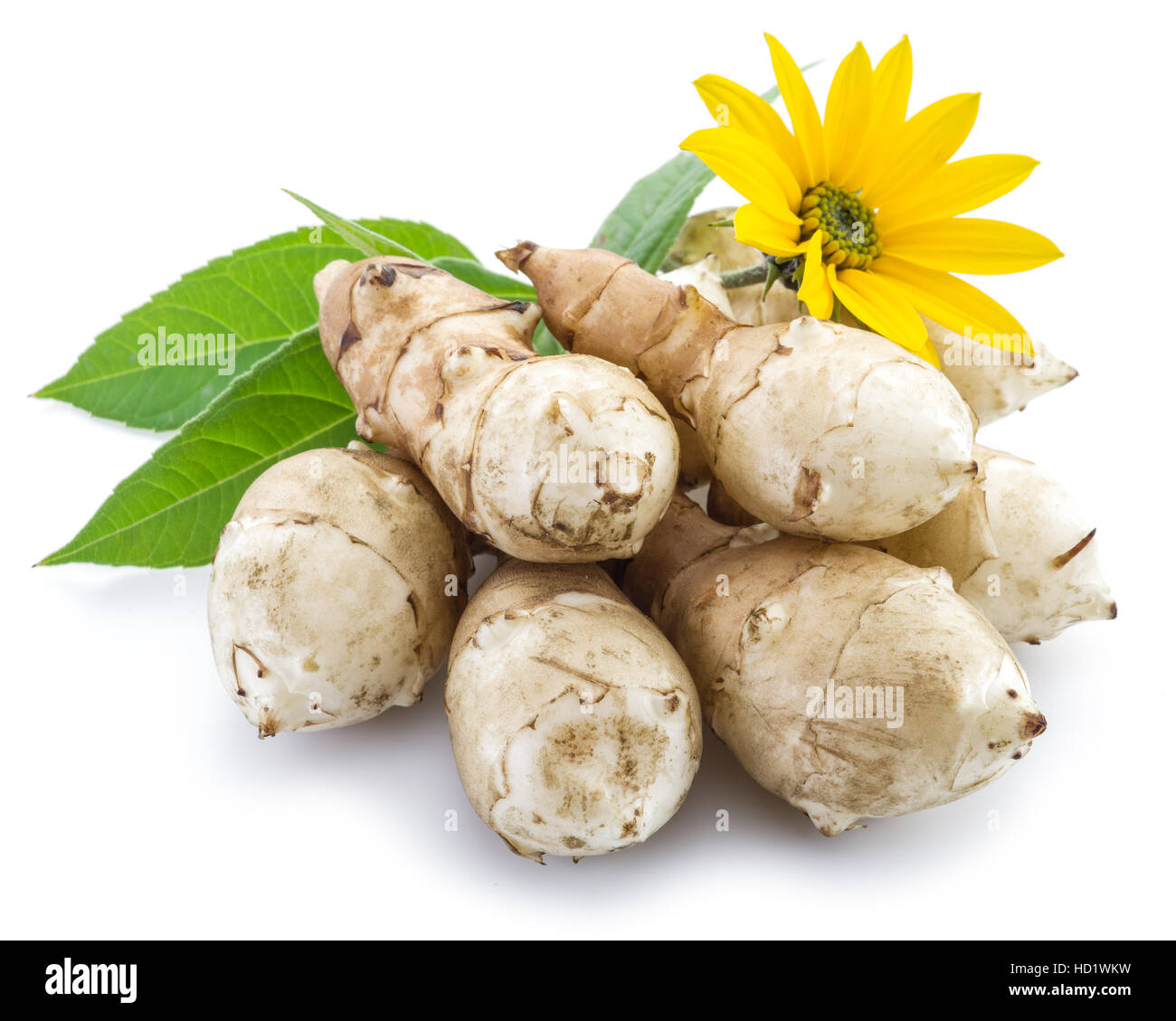 Topinambur auf weißem Hintergrund. Stockfoto