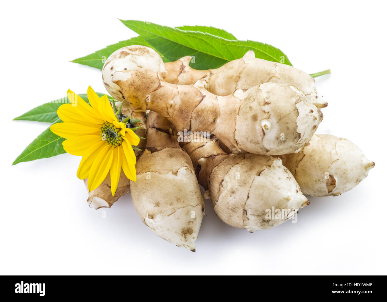 Topinambur auf weißem Hintergrund. Stockfoto