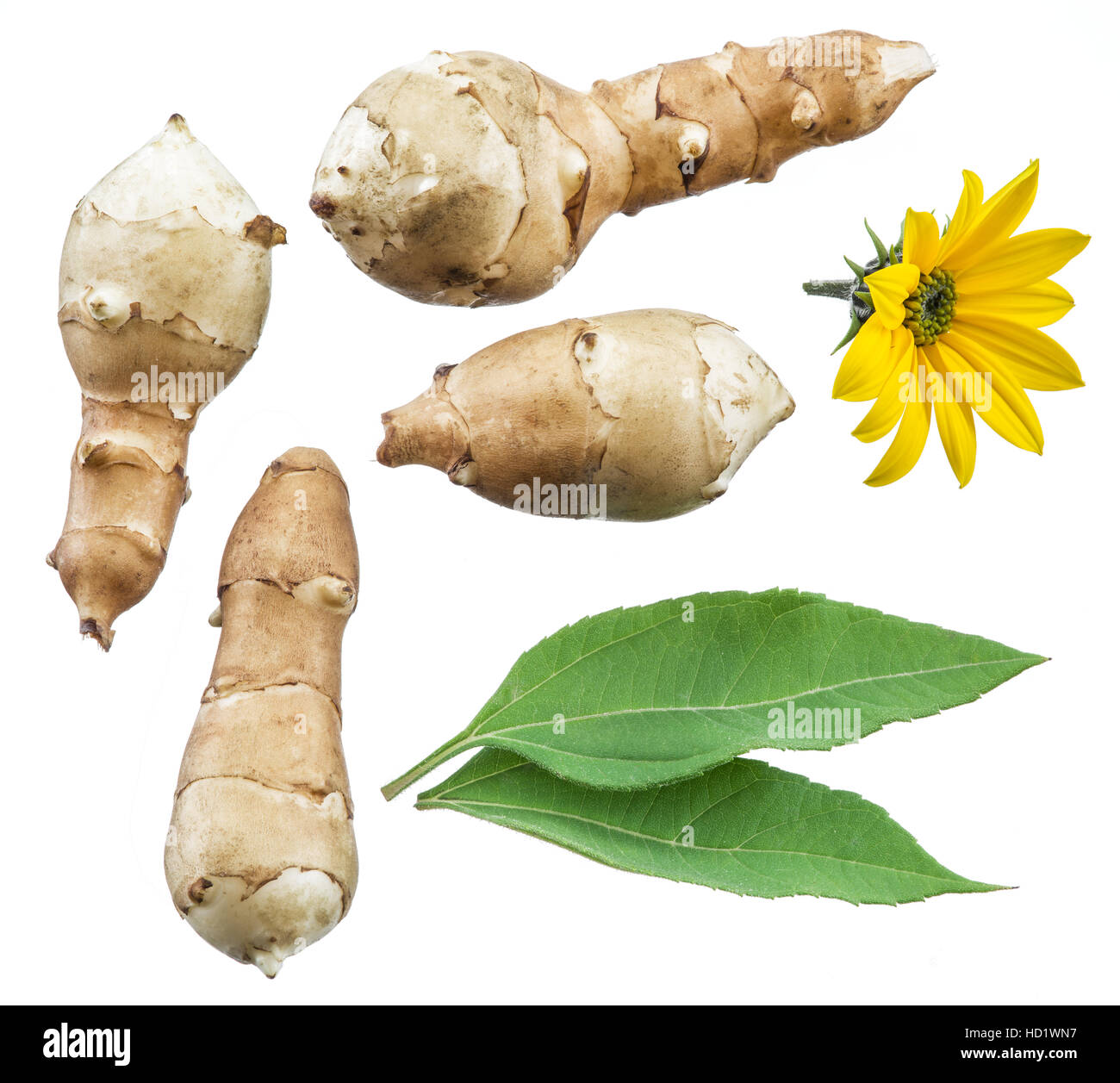 Topinambur, Blume und Blatt. Datei enthält Beschneidungspfade. Stockfoto