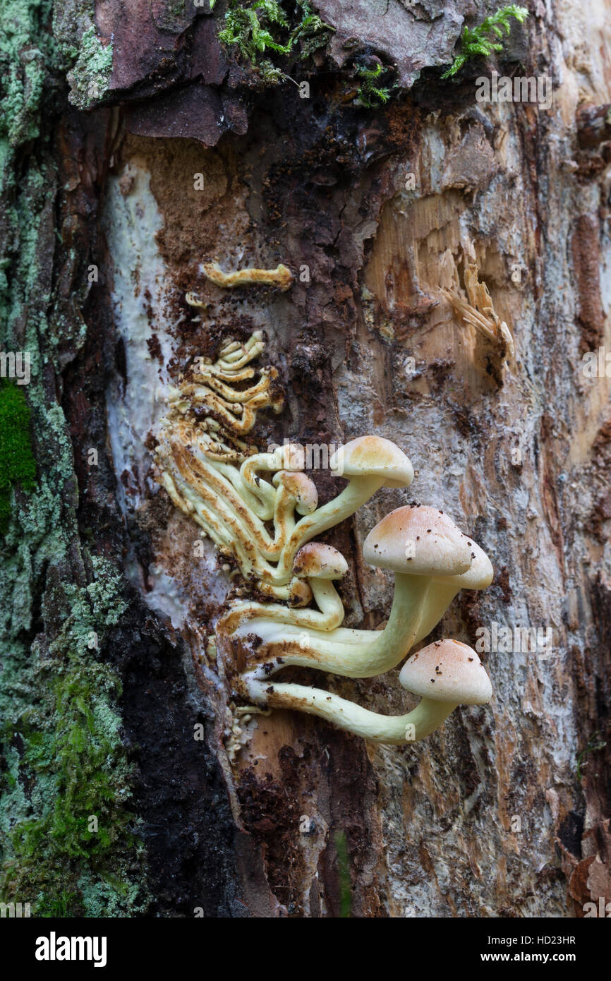 Grünblättriger Schwefelkopf, Grünblättriger Schwefelkopf, Büscheliger Schwefelkopf, Bitterer Schwefelkopf, Grünblättriger Fasciculare, Nematoloma fascicula Stockfoto