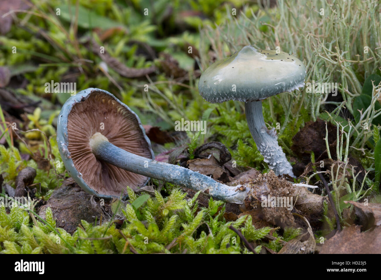 Grünblauer Träuschling, Blauer Träuschling, Braunsporiger Träuschling, Träuschling Caerulea, Träuschling Cyanea, blaue Rundkopf Stockfoto