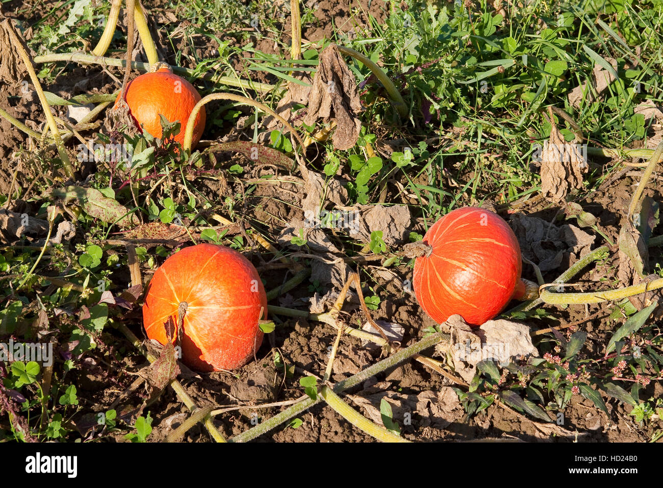 Hokaido kürbis -Fotos und -Bildmaterial in hoher Auflösung – Alamy
