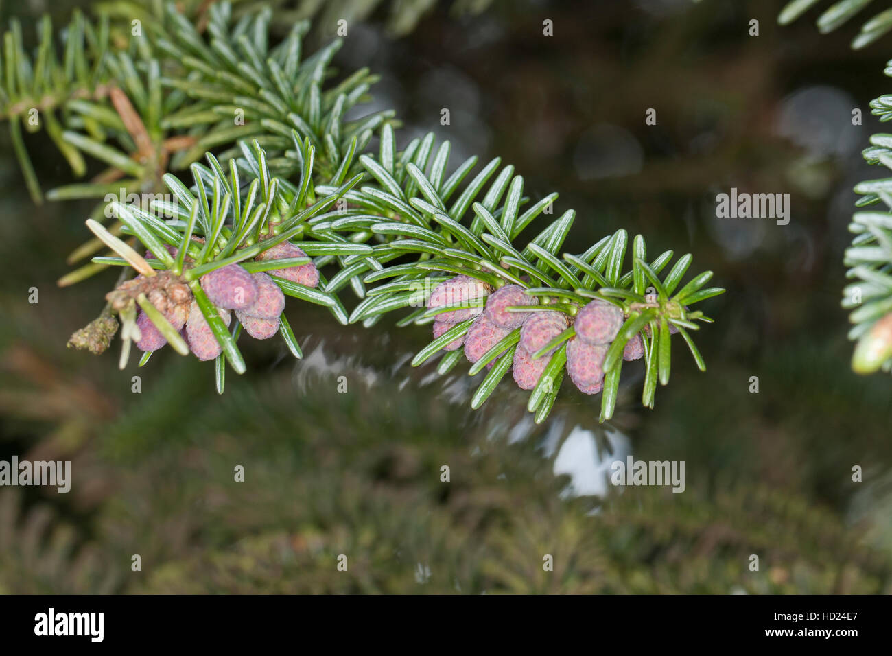 Spanische Tanne, PinsapoTanne, Andalusische Tanne, Abies Pinsapo