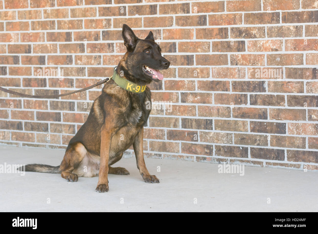 Belgische Malinois Hundesitting Stockfoto