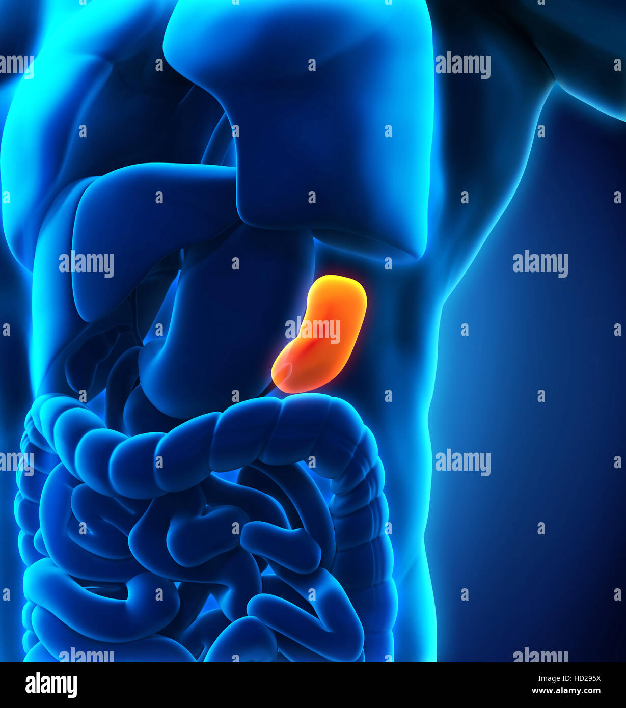 Anatomie der menschlichen Milz Stockfotografie - Alamy