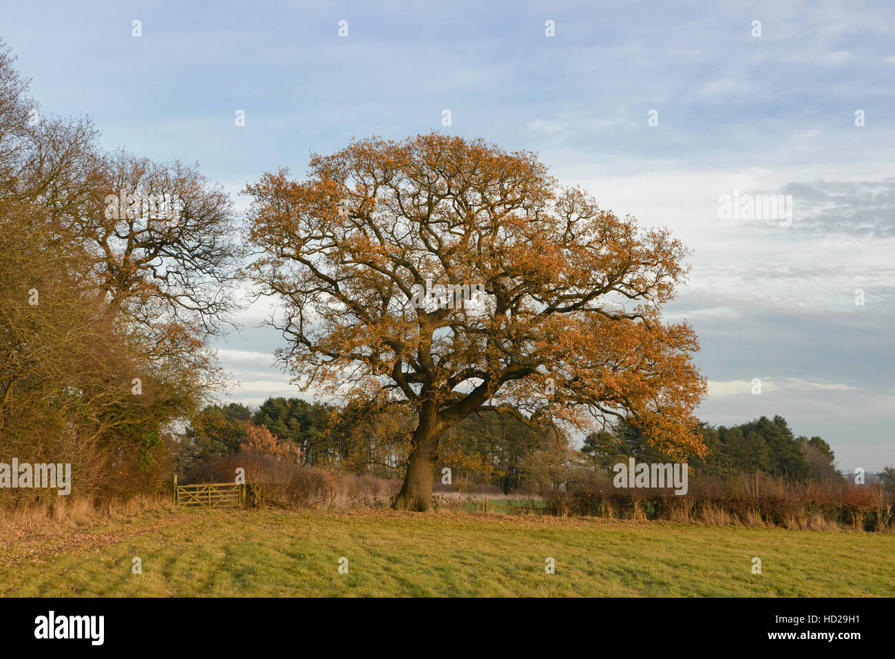 Eiche in einem Feld Anfang Dezember, Oxfordshire, England, UK Stockfoto