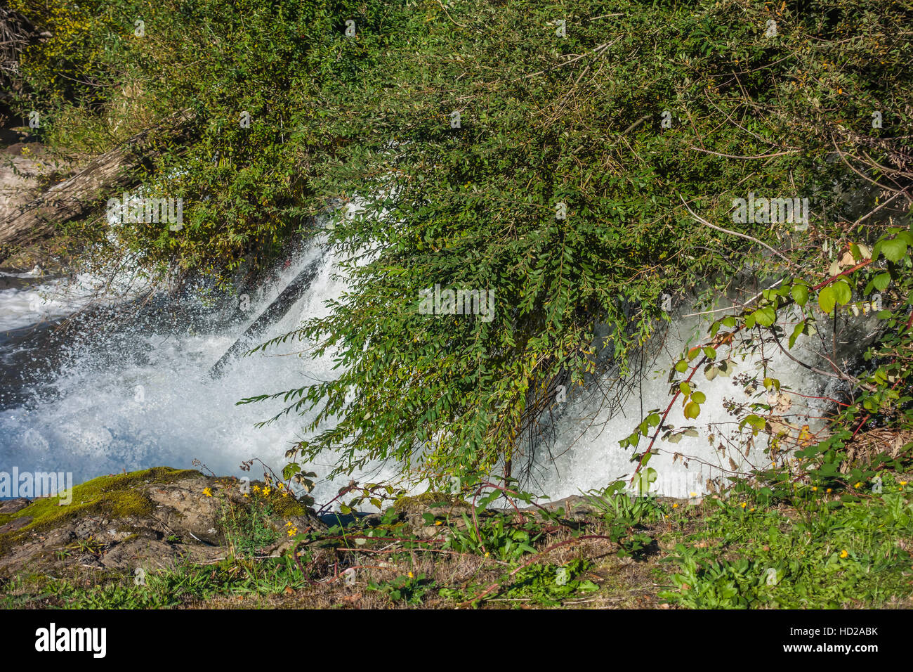 Closeup Aufnahme eines Teils der Tumwater fällt mit Büschen hängen über dem Wasser. Stockfoto