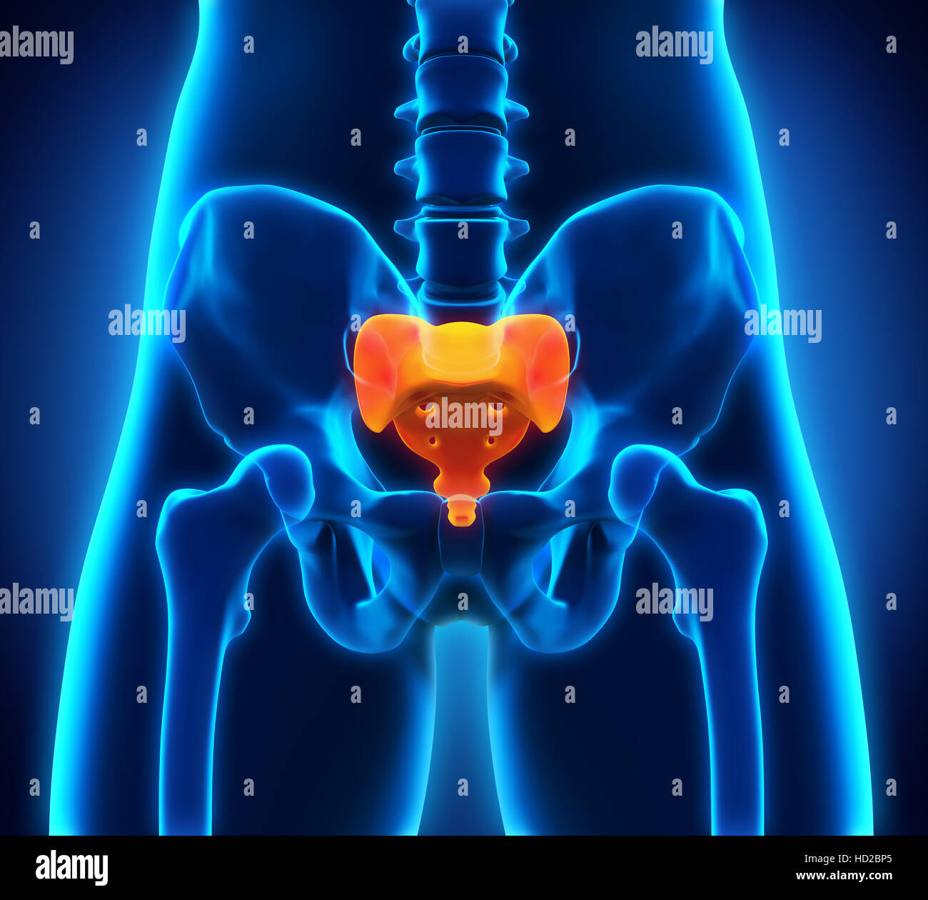 Kreuzbein Knochen Anatomie Stockfoto