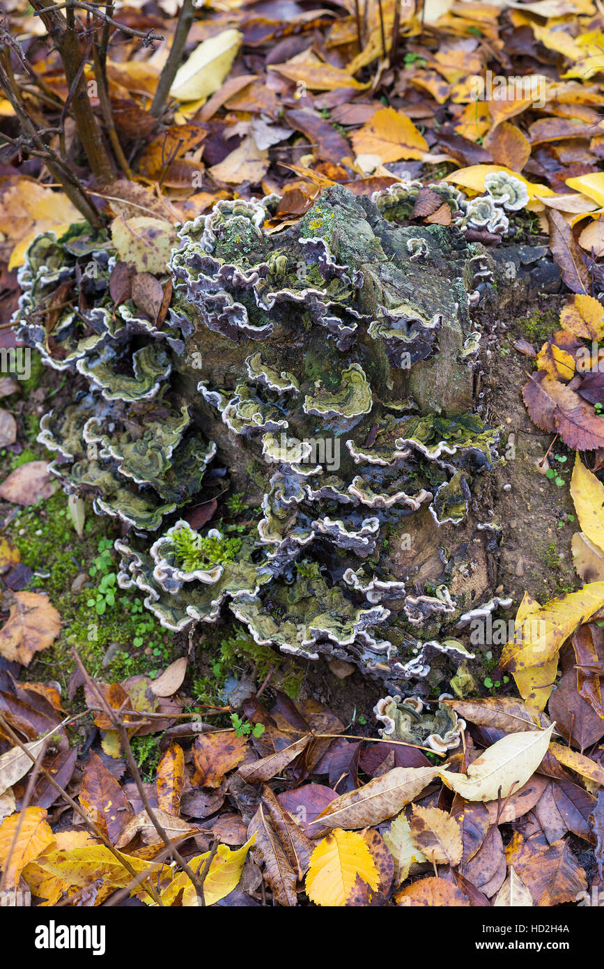 Kolonie von Holz ungenießbare Pilze auf einem Baumstamm Stockfoto