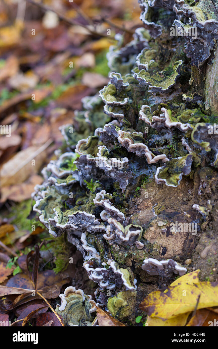 Kolonie von Holz ungenießbare Pilze auf einem Baumstamm Stockfoto