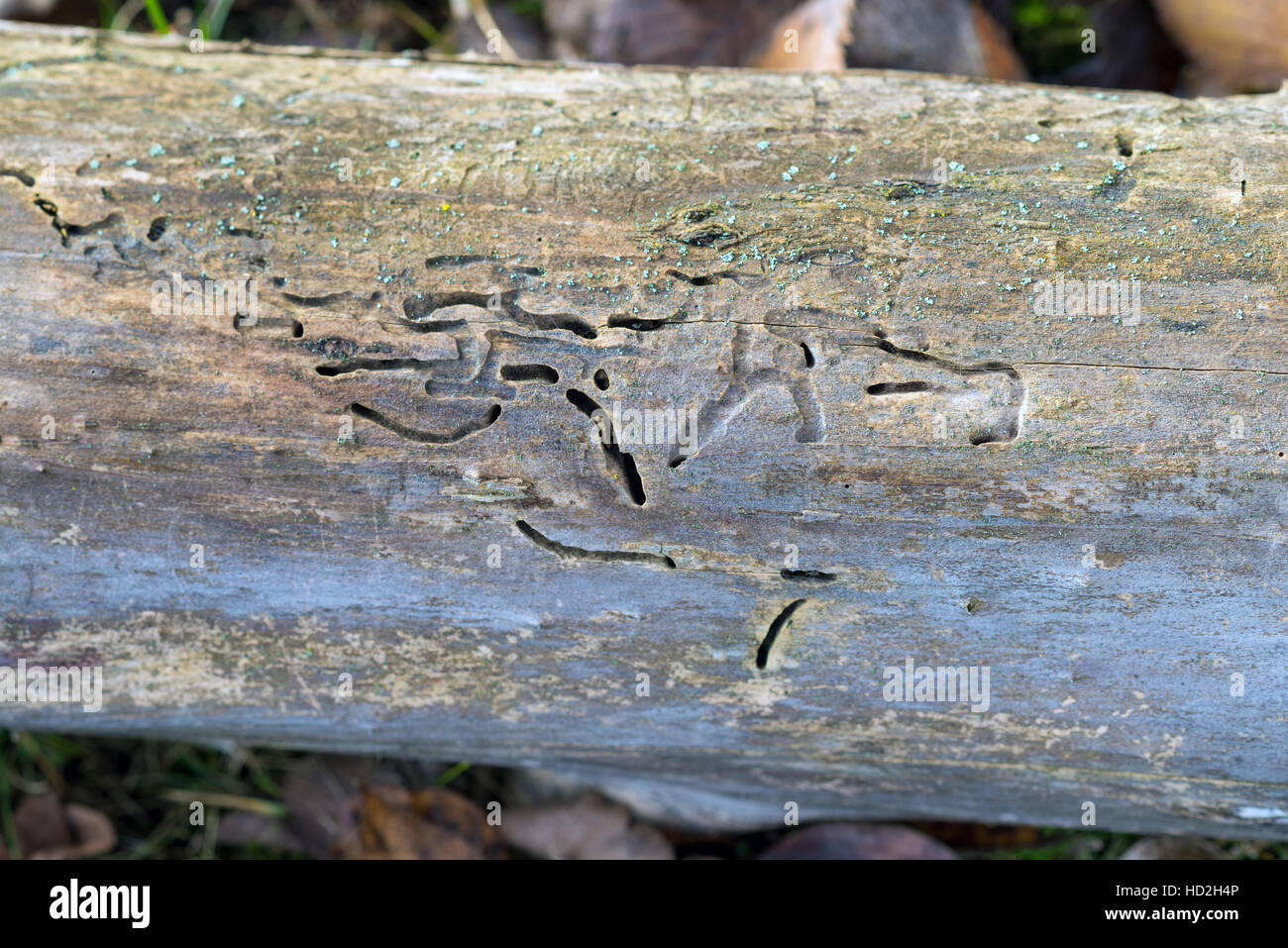 Gefallenen Baumstamm Holzwurm betroffen Stockfoto