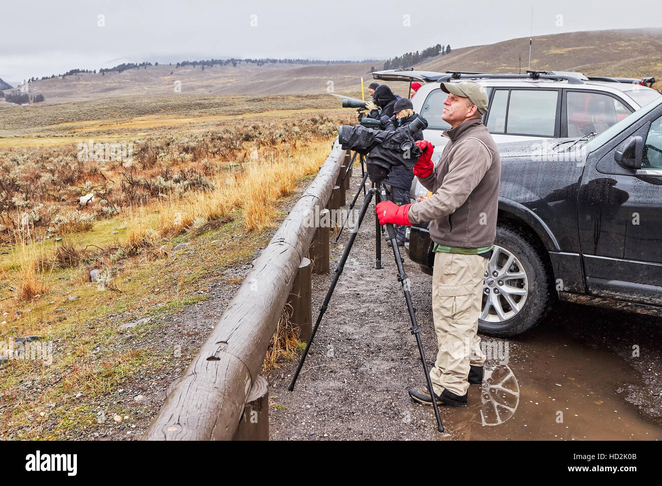 Yellowstone-Nationalpark, Wyoming, USA - 29. Oktober 2016: Wildlife Watcher ein Rudel Wölfe an einem kalten regnerischen Tag zu beobachten. Stockfoto