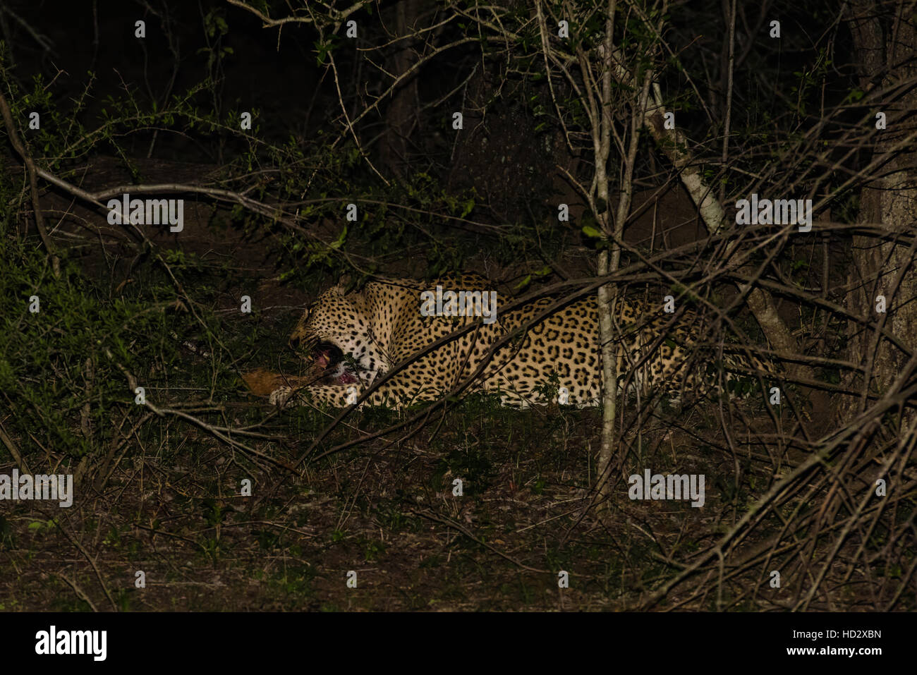 Starke männliche Leoparden mit seinem Fang Stockfoto