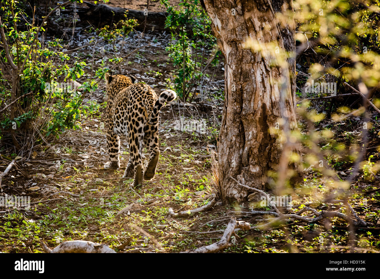 Starke männliche Leoparden Stockfoto