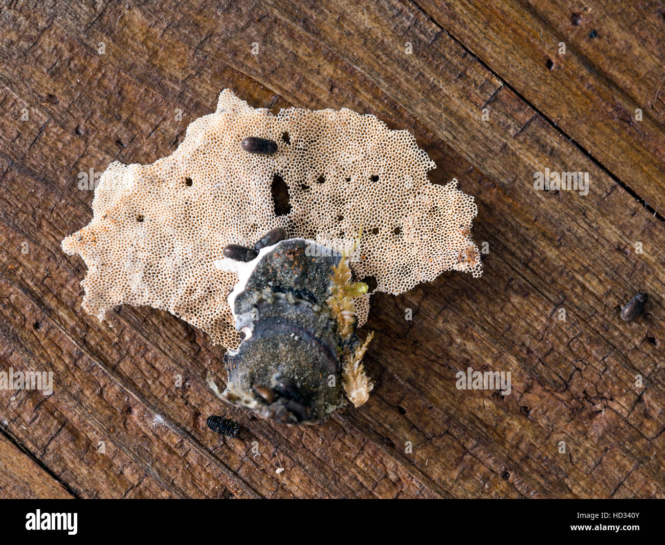 Makroaufnahme einer unbekannten Element. Natürliche Zellstruktur. Winzige Zellen und kleine Käfer kann angeschlossen werden. Stockfoto