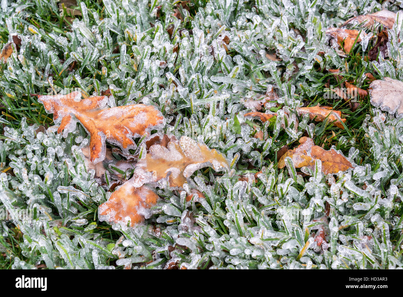 Eis bedeckt Gras- und Blätter nach einem Eissturm in der Nähe von Burrton, Kansas Stockfoto