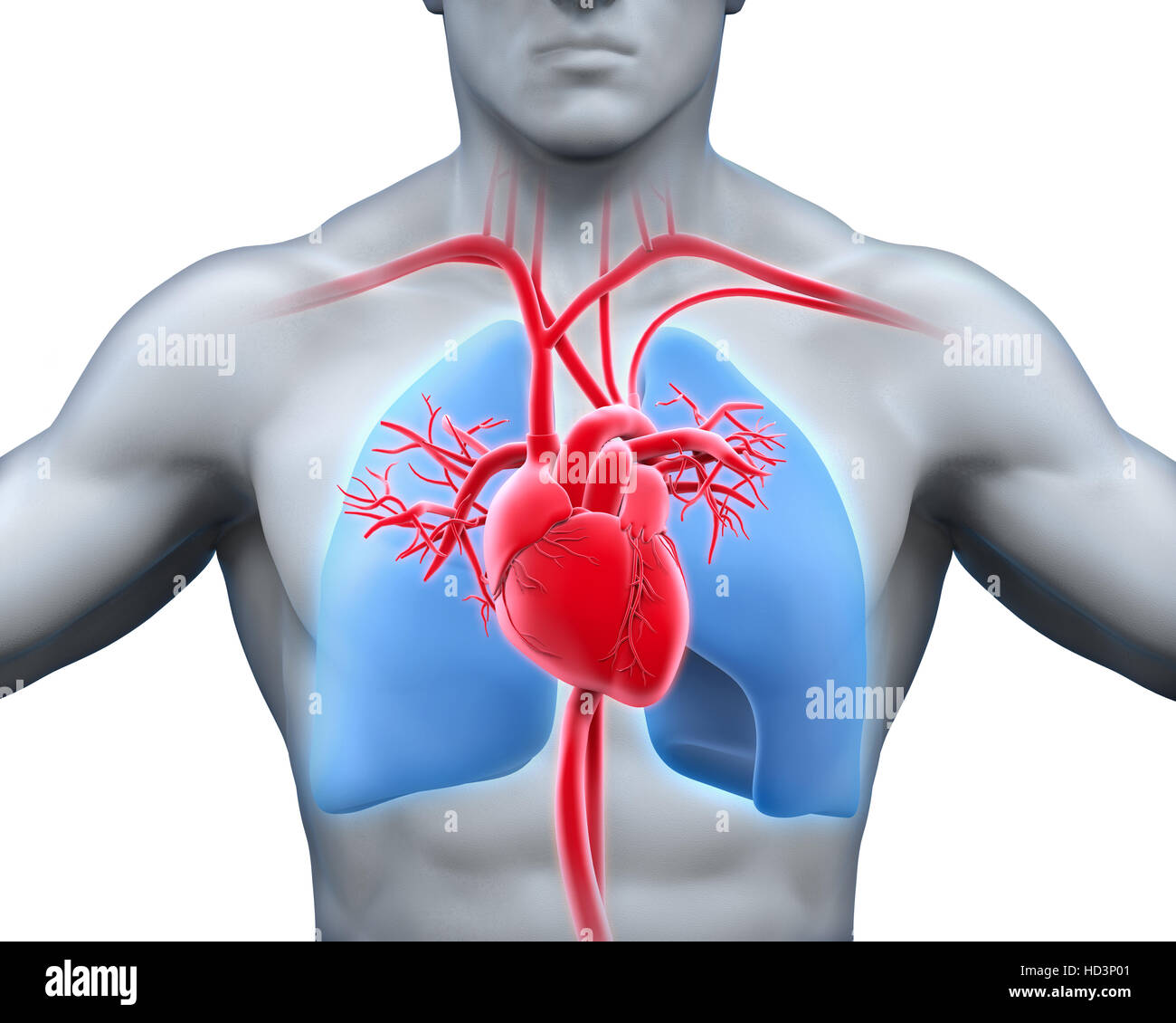 Anatomie des menschlichen Herzens Stockfoto