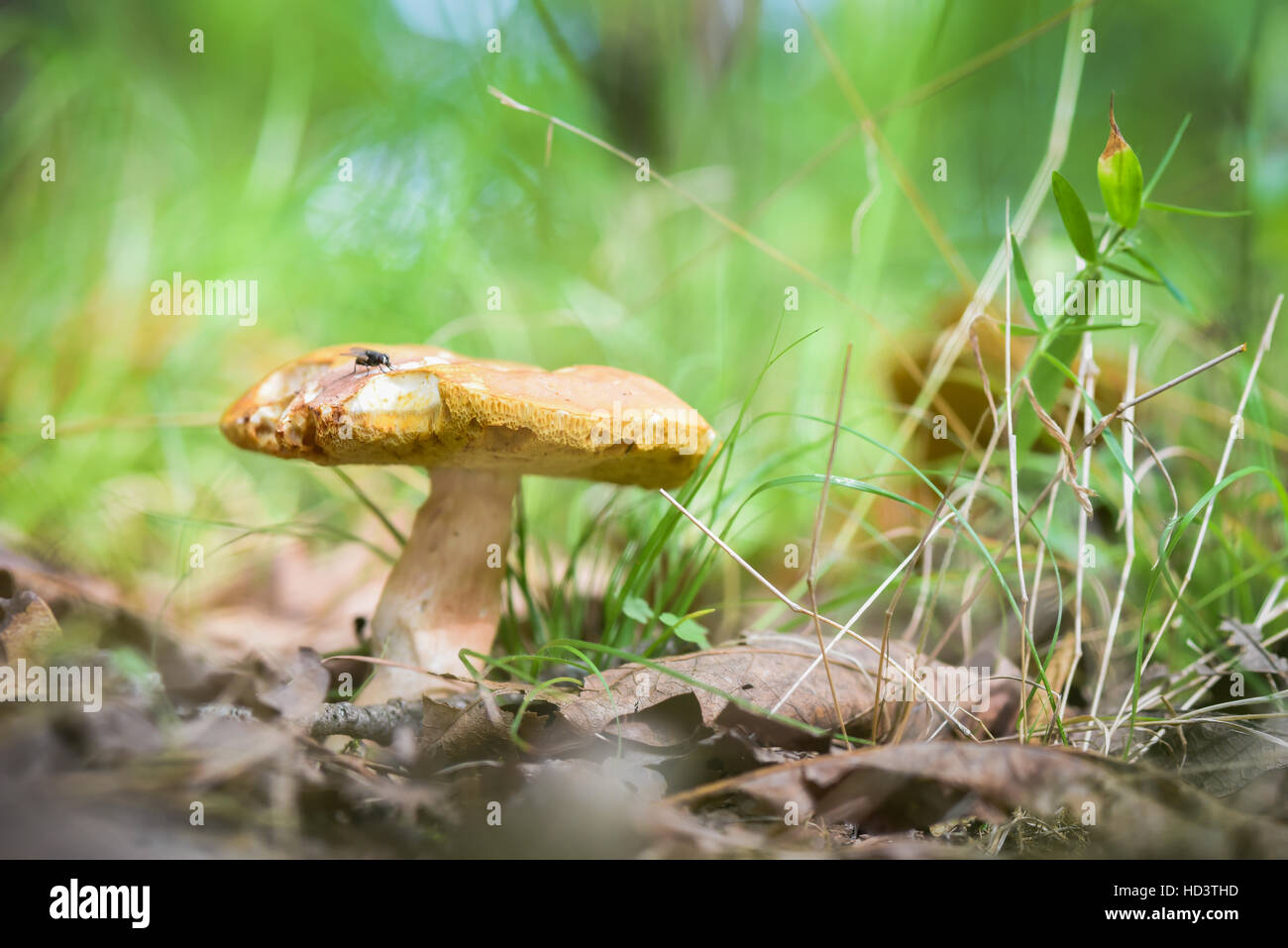 Pilze wachsen aus belaubten Waldboden Stockfoto