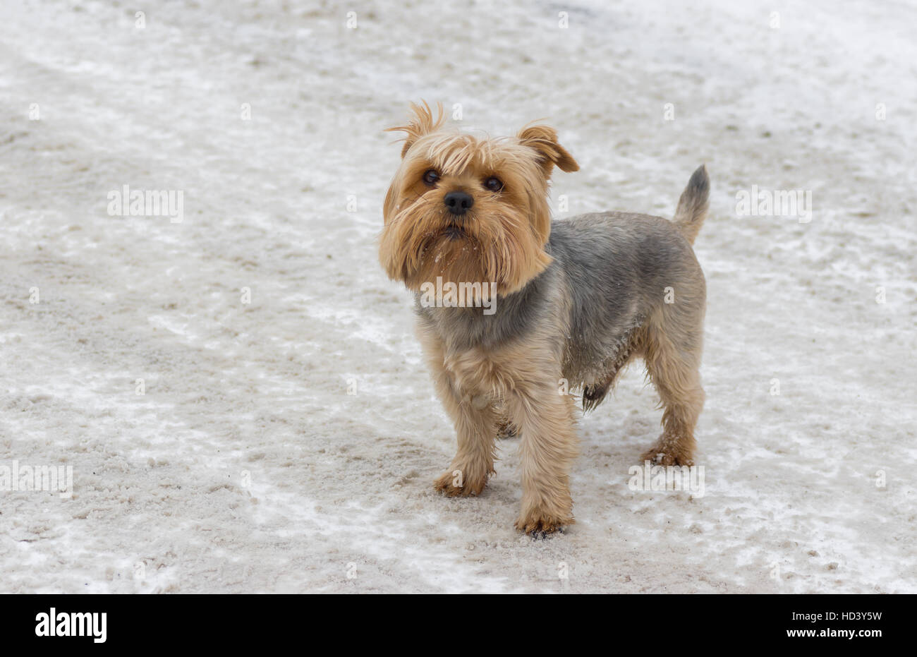 Niedlichen Norfolk Terrier stehend auf einer verschneiten Straße Stockfoto