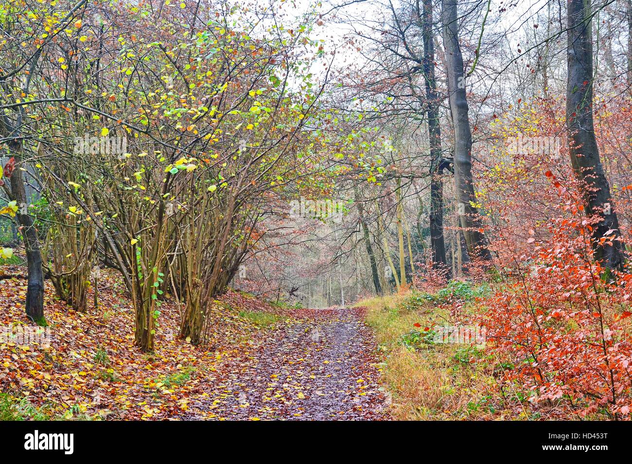 Pfad durch winterliche Waldlandschaft an Bradenham, Buckinghamshire, Großbritannien Stockfoto