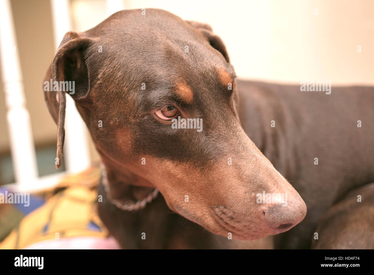 Doberman Pinscher Handauflegen ein Hundebett Stockfotografie - Alamy