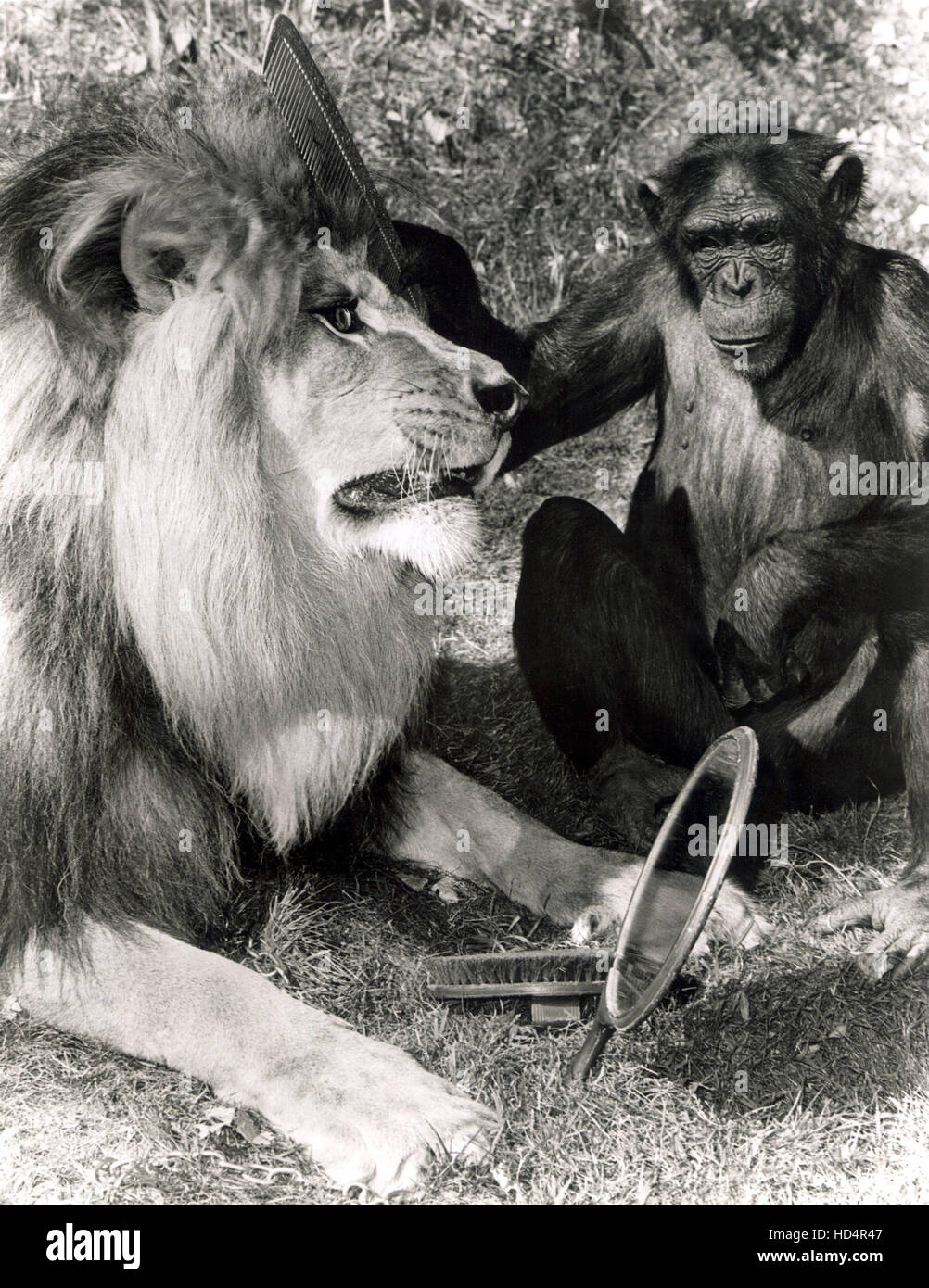 DAKTARI, der schielende Löwe Clarence & Judy Schimpanse, 19661969 Stockfotografie Alamy DAKTARI, der schielende Löwe Clarence & Judy Schimpanse, 19661969 Stockfotografie Alamy