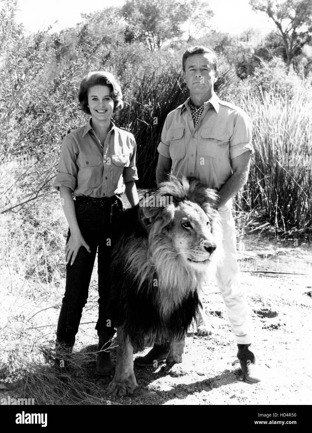 Daktari Clarence Der Schielende Löwe Spielfilm Auf Dvd DAKTARI, Cheryl Miller, Clarence die Cross Eyed Lion, Marshall Thompson
